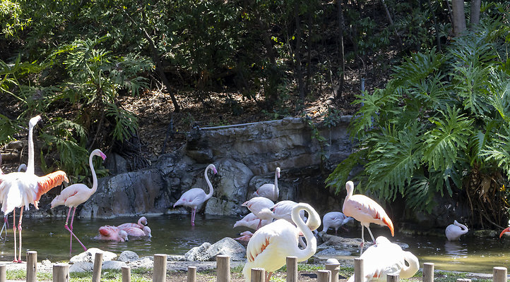 LA Zoo Flamingos-8