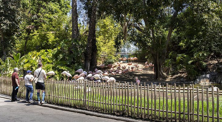 LA Zoo Flamingos-3
