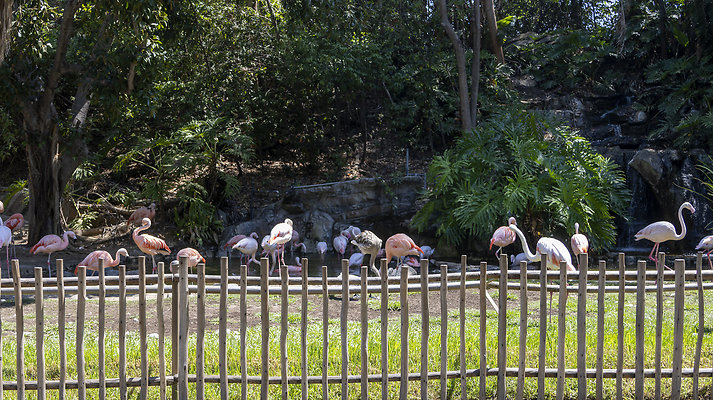 LA Zoo Flamingos-7